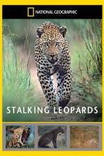 Watch National Geographic: Stalking Leopards Wootly