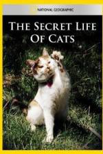 Watch National Geographic The Secret Life of Cats Wootly