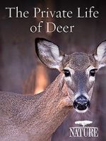 Watch The Private Life of Deer Wootly