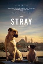 Watch Stray Wootly
