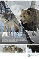 Watch Wolf vs Bear Wootly