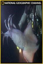 Watch National Geographic Hooked Squid Invasion Wootly