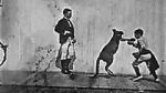 Watch The Boxing Kangaroo (Short 1896) Wootly