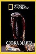 Watch National Geographic Cobra Mafia Wootly