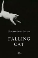 Watch Falling Cat Wootly