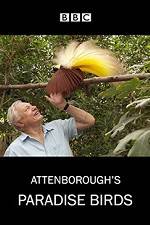 Watch Attenborough's Paradise Birds Wootly