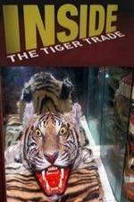 Watch Inside: The Tiger Trade Wootly