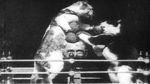 Watch The Boxing Cats (Prof. Welton\'s) Wootly