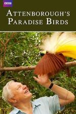Watch Attenborough's Paradise Birds Wootly