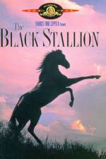 Watch The Black Stallion Wootly
