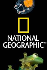 Watch National Geographic Wild Dam Beavers Wootly