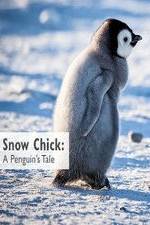 Watch Snow Chick: A Penguin's Tale Wootly