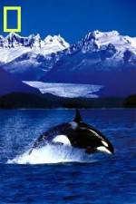 Watch National Geographic Killer Whales Of The Fjord Wootly