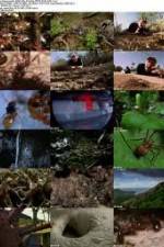 Watch National Geographic Wild - City Of Ants Wootly