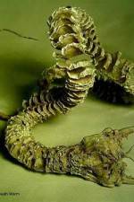 Watch Mongolian Death Worm Wootly