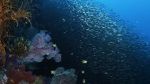 Watch Wild Window: Bejeweled Fishes Wootly