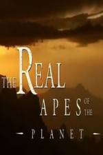 Watch The Real Apes of the Planet Wootly
