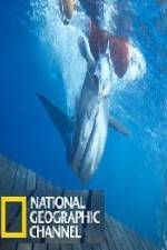 Watch National Geographic Shark Men Surfs Up Wootly