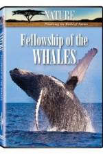 Watch Fellowship Of The Whales Wootly