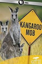 Watch Kangaroo Mob Wootly