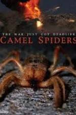 Watch Camel Spiders Wootly