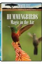 Watch Hummingbirds Magic in the Air Wootly