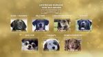 Watch American Humane Hero Dog Awards: 10th Anniversary Celebration (TV Special 2020) Wootly