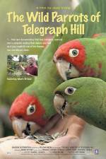 Watch The Wild Parrots of Telegraph Hill Wootly