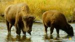 Watch The Last Buffalo Wootly