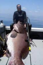 Watch National Geographic: Monster Fish - Nile Giant Wootly