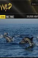 Watch National Geographic Wild Dolphin Army Wootly