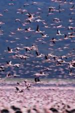 Watch The Crimson Wing Mystery of the Flamingos Wootly