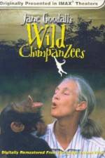 Watch Jane Goodall's Wild Chimpanzees Wootly