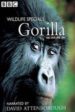 Watch Gorilla Revisited with David Attenborough Wootly