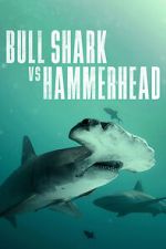 Watch Bull Shark vs Hammerhead Wootly