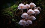 Watch Fungi: The Web of Life Wootly