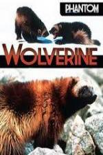 Watch National Geographic  Phantom Wolverine Wootly