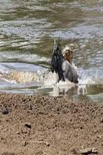 Watch National Geographic Wild Blood River Wootly