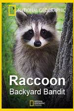 Watch Raccoon: Backyard Bandit Wootly