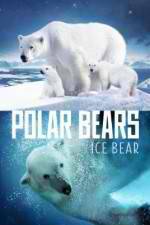 Watch Polar Bears Ice Bear Wootly