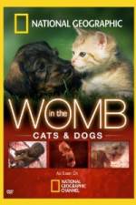 Watch National Geographic In The Womb Cats Wootly