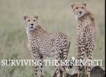 Watch Surviving the Serengeti Wootly
