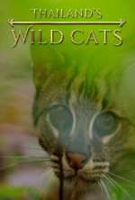 Watch Thailand's Wild Cats Wootly