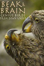 Watch Beak & Brain - Genius Birds from Down Under Wootly