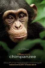 Watch Chimpanzee Wootly