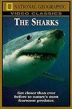 Watch National Geographic The Sharks Wootly