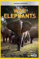 Watch War Elephants Wootly