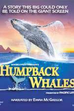 Watch Humpback Whales Wootly