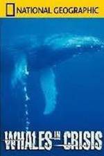 Watch National Geographic: Whales in Crisis Wootly