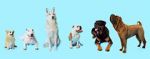 Watch How Dogs Got Their Shapes Wootly